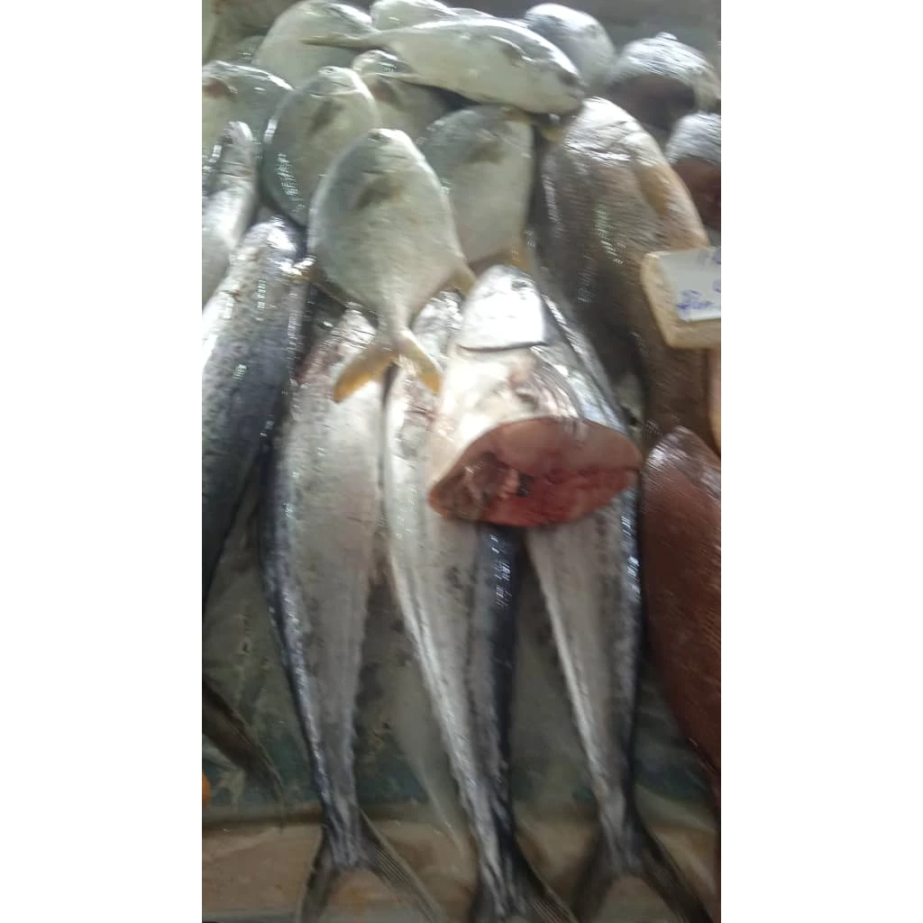 RM16 89 1kg IKAN TILAPIA MERAH ANTARA 2 HINGGA 5 EKOR SEKILOGRAM