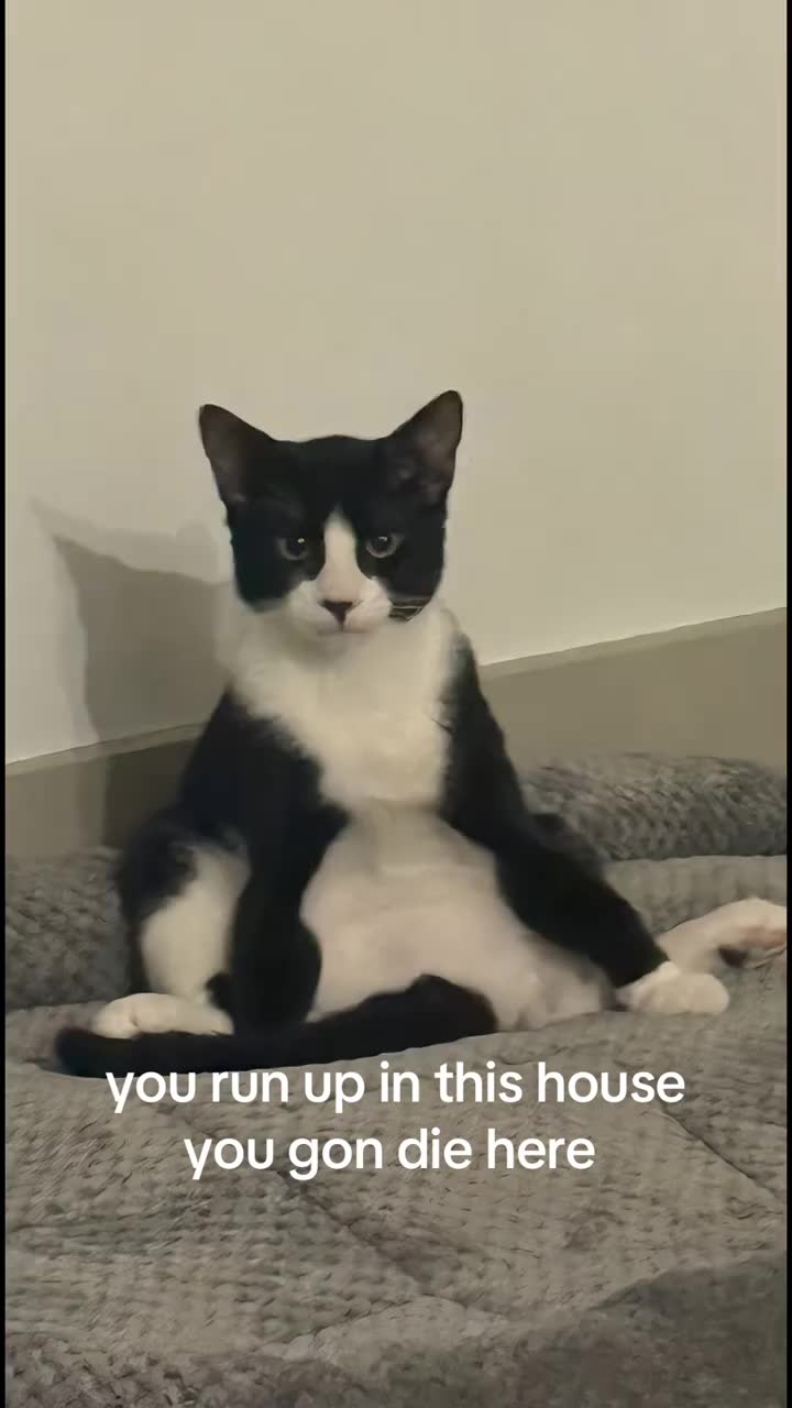 milo doesn’t play #kittens #fyp #cute #goviral #milo