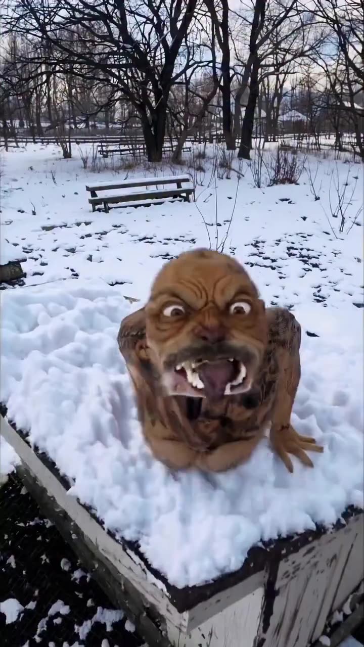 This is my pet’s first time in the snow! #dapodtok