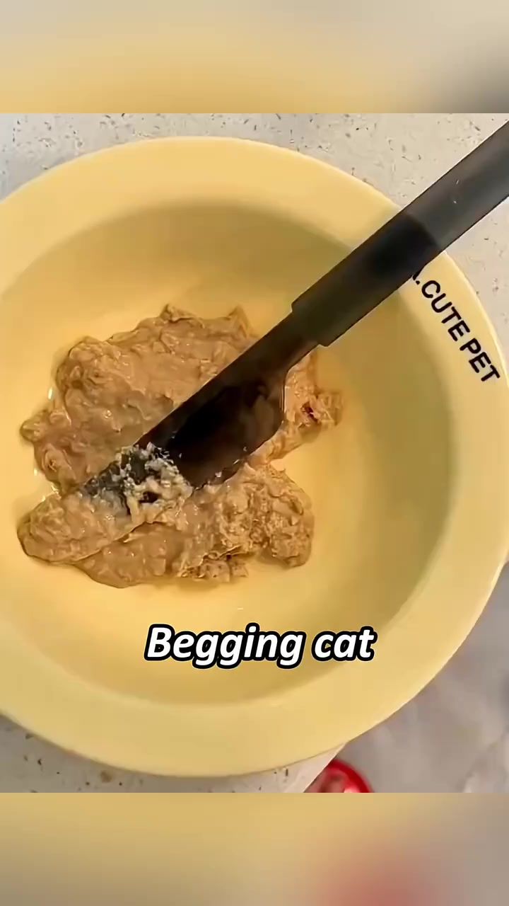 Part 24 | Cat my house #funny #cat #funnycat #memecat