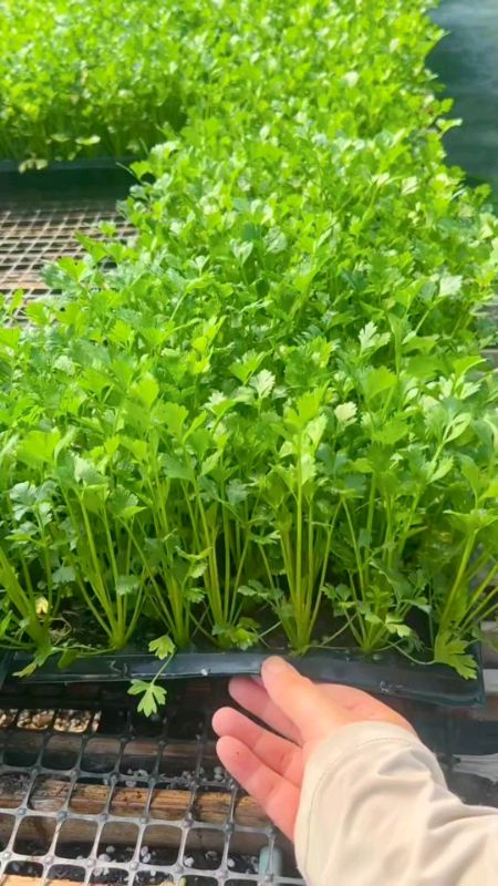 Daun sup segar, harum semerbak dari kebun 🌱 Tanam sendiri lagi senang, tak perlu simpan dalam chiller dah! #BenihDaunSup #TanamanSihat #KebunRumah