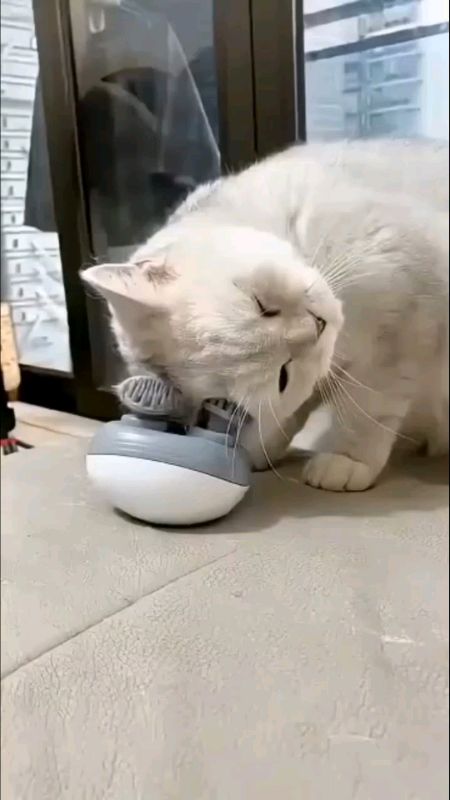 #cat #massage #head #body #spa #asmr  #routine #electric #urut #fresh #catfunny #affiliate #pejuang1k #follow #fyppp #kucing #lucu #videos #cute #meow