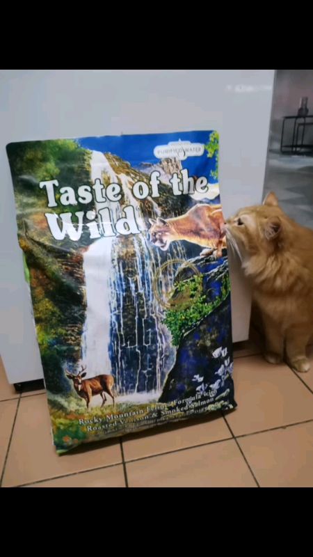 Kibbles tinggi protien yang olaf makan..#kibbles #tasteofthewild