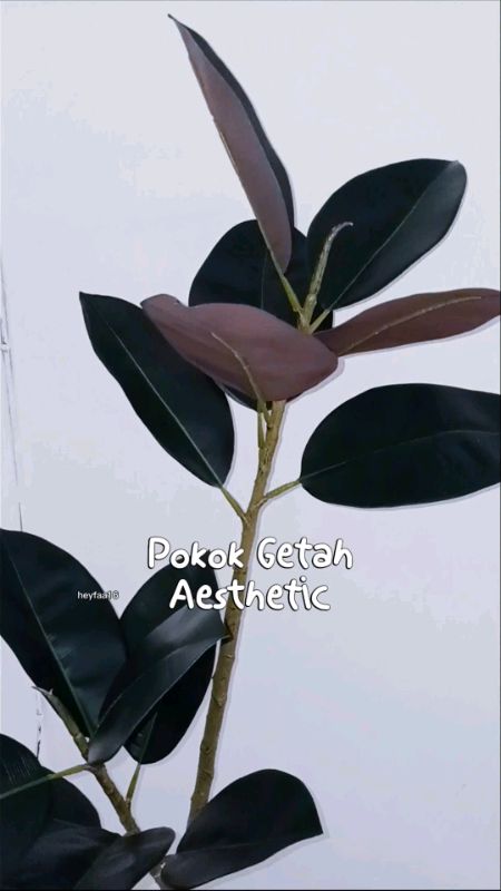 #pokokgetah #pokokgetahhiasan #aesthetic