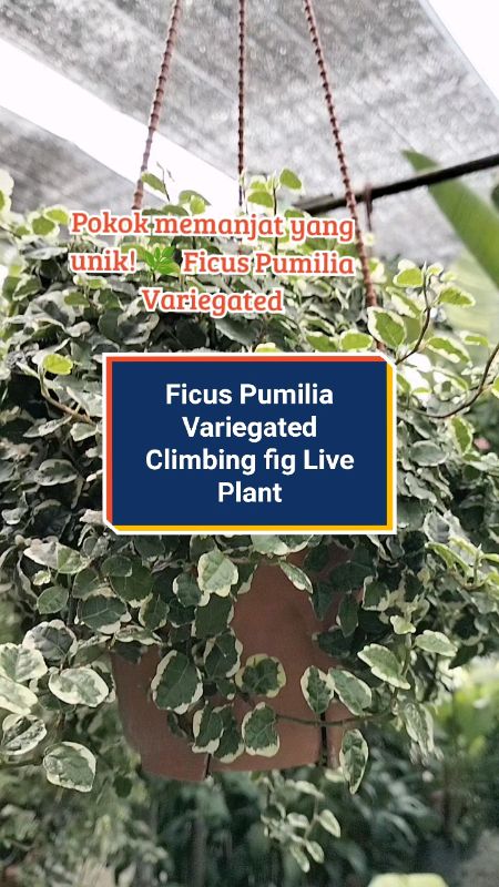 Ficus Pumilia Variegated 薜荔 | Climbing fig I Climbing Plant I Live Plant#ficus#pumilia #variegated #climbing#fig #plant #liveplant #pokok #shopeehaul