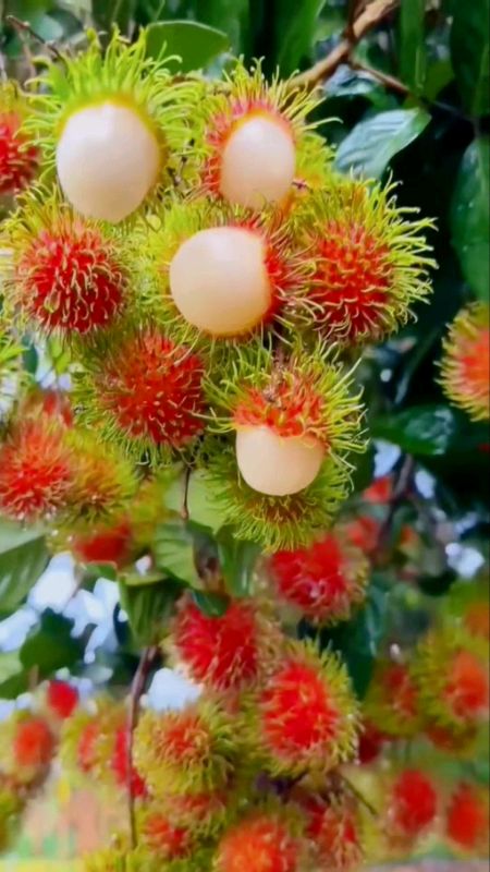 Rambutan tree — healthy growth, ideal for home planting & really sweet. #rambutan #fruittree #homegarden #growyourown #easygrow #shopeelagi