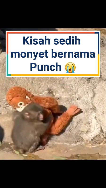 #PunchMonkey #PatungMonyetViral #MainanViral #TrendingNow #GiftIdea #MainanComel #ViralMalaysia #BarangRare #FYP #PunchMonkey #ViralToy #MainanViral